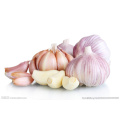 Red Garlic Pure White Garlic Chinese High Quality Supplier